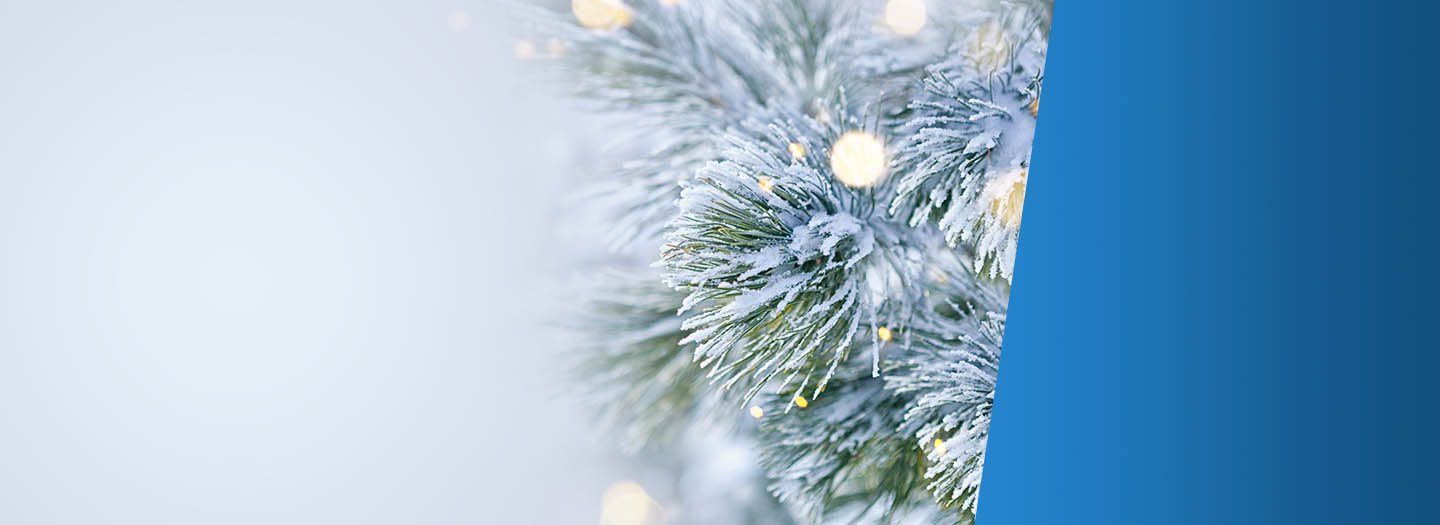 Pine tree branches covered in snow and lights